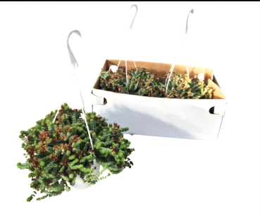 Crassula marnieriana Ampel