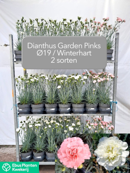 Dianthus "Garden Pinks" weiß