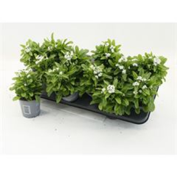 Myosotis silv. weiß