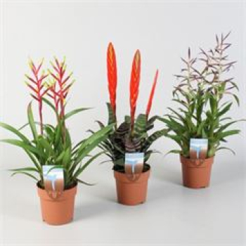 Bromelia gemischt