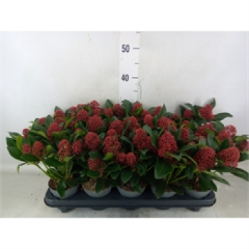 Skimmia jap. "Rubella"