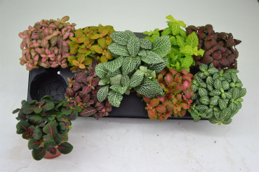 Fittonia Mix