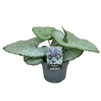 Brunnera macrophylla 'Silver Heart'