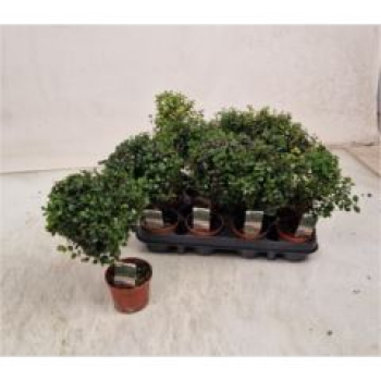 Myrsine africana