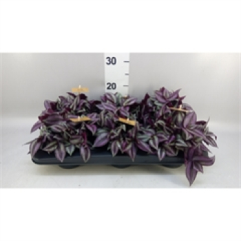 Tradescantia zebr. 'Purpusii'