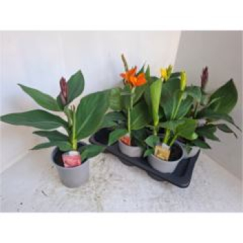 Canna 'Cannova' gemischt