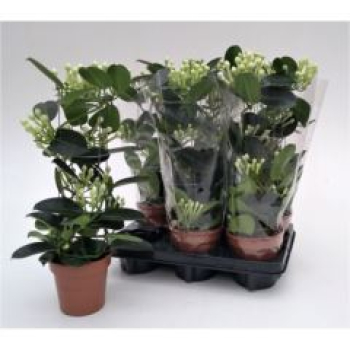 Stephanotis floribunda Säule