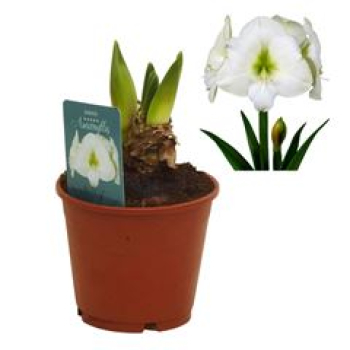 Hippeastrum 2 Knospen weiß