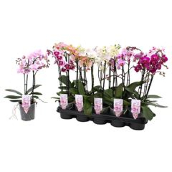 Phalaenopsis 2 Rispen Mix