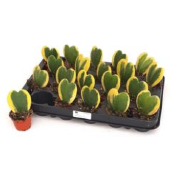 Mini Hoya kerrii Herz