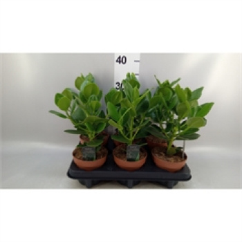 Clusia rosea 'Princess'
