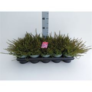 Erica darley. 'Kramer's Rote'