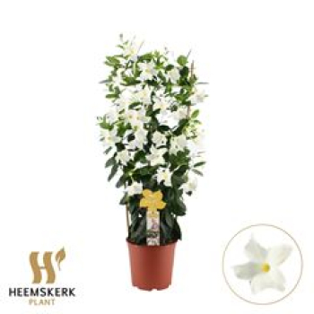 Mandevilla sand. 'White'