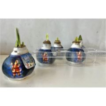 Wachsamaryllis mit Weihnachtsmann