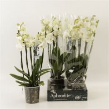 Phalaenopsis 6 Rispen weiß