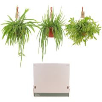 Rhipsalis Ampel gemischt