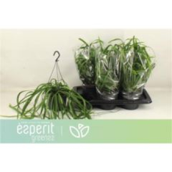 Lepismium bolivianum Ampel