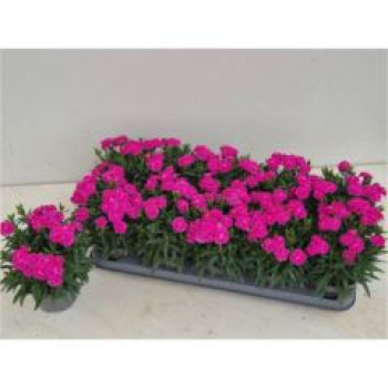 Dianthus "Peman" pink
