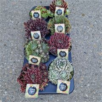 Sempervivum Mix- Hairy styles