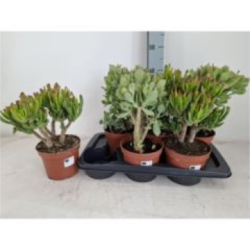 Crassula gemischt