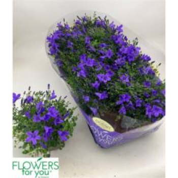 Campanula porten. 'Ocean'