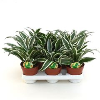 Dracaena frag.  'White Jewel'