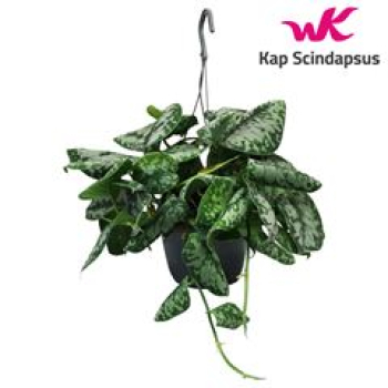 Scindapsus pictus 'Trebie' Ampel