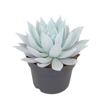 Echeveria 'Mexican Giant'