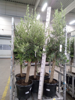 Olea europea Stamm