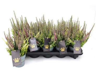 Calluna "Colour Crown"