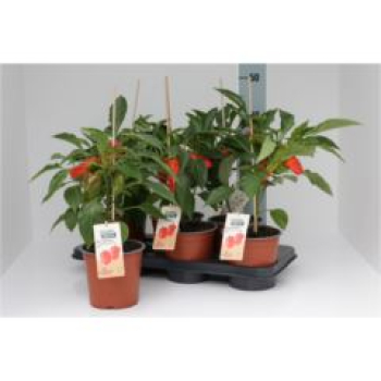 Capsicum annuum - Paprika rot