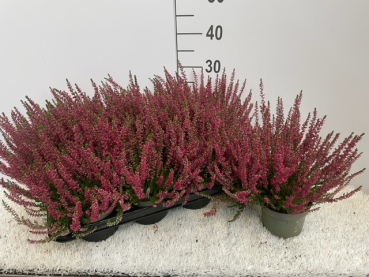 Calluna 'Beauty Ladies' rot