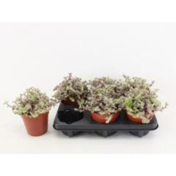 Callisia repens 'Rosato'