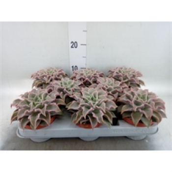 Echeveria 'Maradiba'