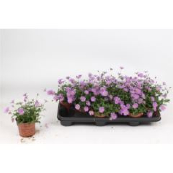 Brachyscome 'Brasco Violet'
