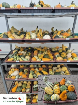 Cucurbita Mix