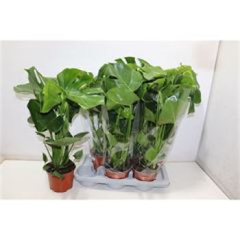 Monstera deliciosa