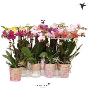 Phalaenopsis midi 2 Rispen Mix