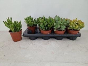 Crassula Mix