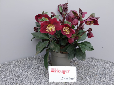 Helleborus "Ice N' Roses Megan Marble"