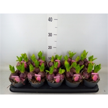 Hyacinthus 3pp rosa