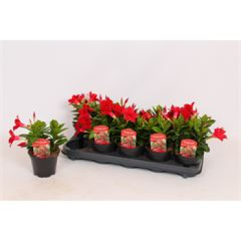 Mandevilla sand. rot