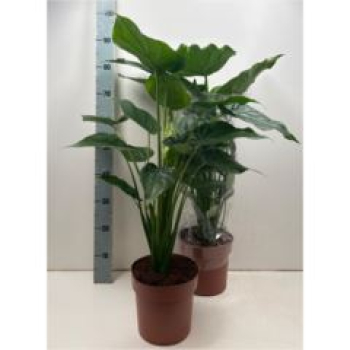 Alocasia cucullata
