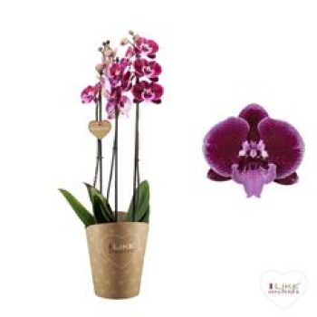 Phalaenopsis "Duetto" 3 Rispen lila