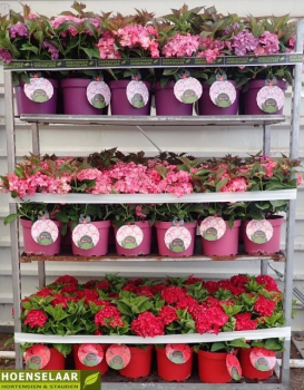 Hydrangea mac. Busch