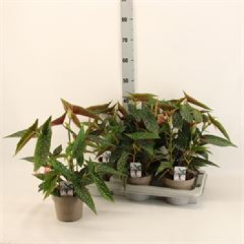 Begonia mac. 'Wightii'