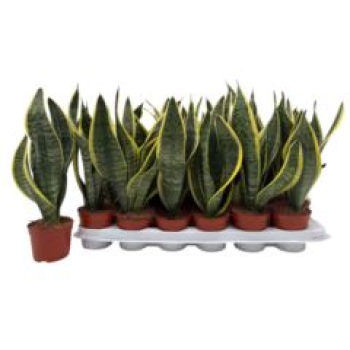 Sansevieria trifa. 'Futura Superba'