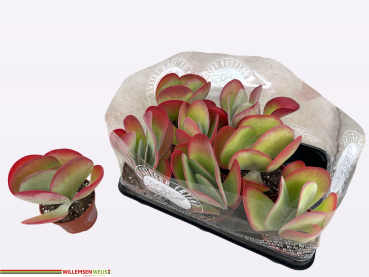 Kalanchoe thyrsiflora