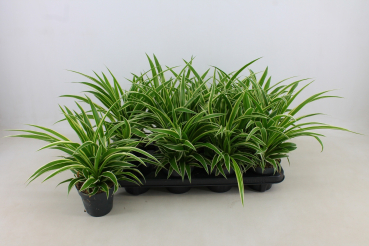 Chlorophytum com. 'Ocean'