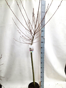 Salix gracil. "Mt. Aso" Stamm